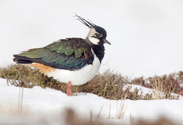 Peewit on snow 3. Mar.'13.