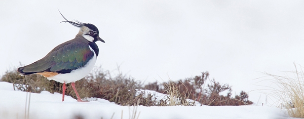 Peewit on snow 2. Mar.'13.