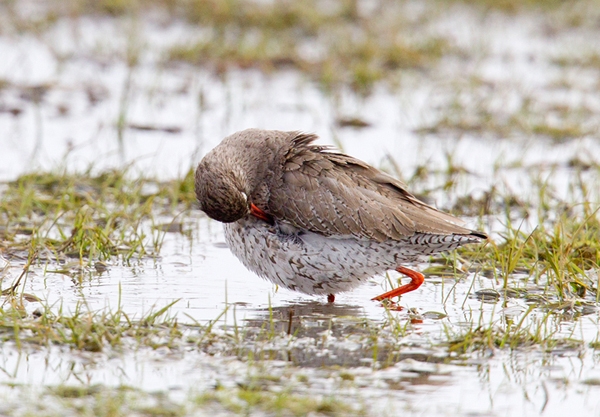 Redshank 10. Apr.'13.