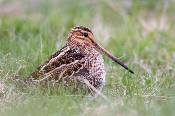 Snipe. May.'13.