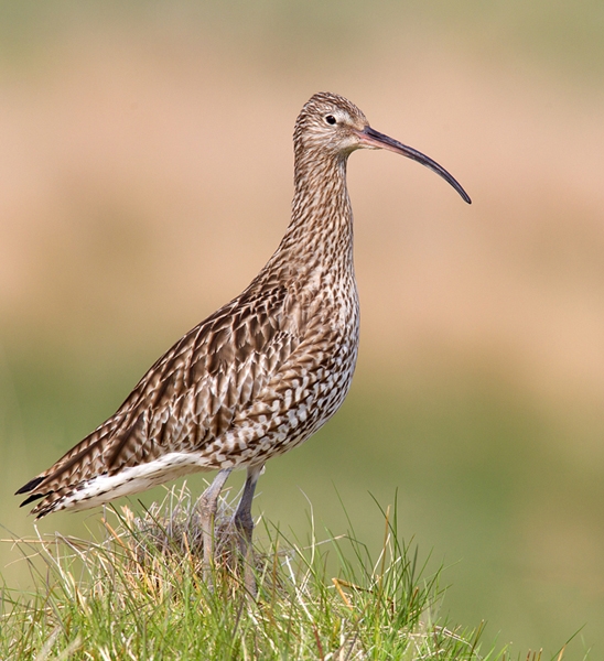 Curlew on tussock. May.'13.