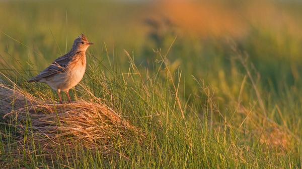 Skylark on grasses. Jun.'13.