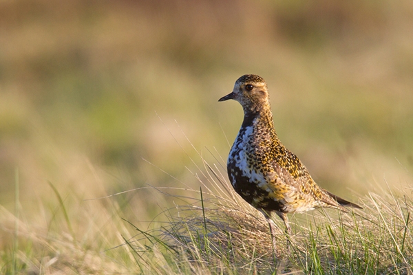 Golden Plover. Jun.'13.