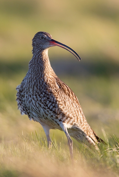 Backlit Curlew. May.'13.