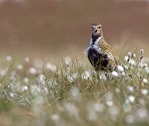 Golden Plover in cotton grass 3. Jun.'13.