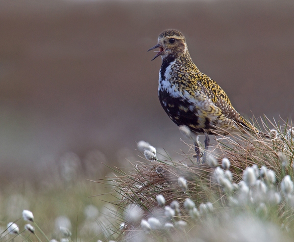 Golden Plover in cotton grass 1. Jun.'13.