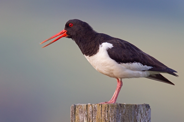 Oystercatcher,calling. June '13.