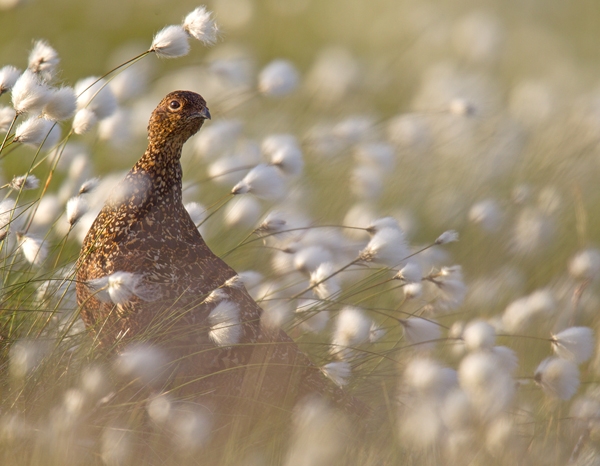 Red Grouse in windy cotton grass. June '13.