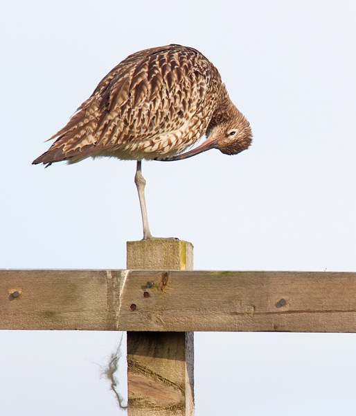 Curlew on fence,preening. June '13.