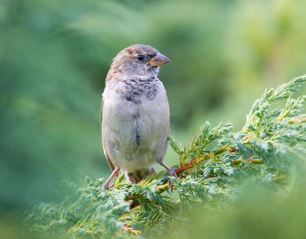 House Sparrow 2.Sept. '13