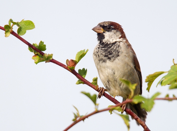 House Sparrow,m 1. Sept.'13.