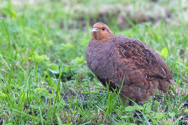 Grey Partridge on lawn. Aug. '14