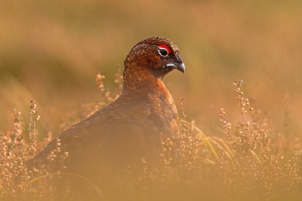 Red Grouse. Oct. '14.