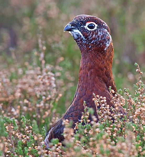 Red Grouse with white markings 4. Dec.'14.