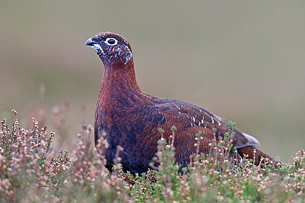 Red Grouse with white markings 3. Dec.'14.