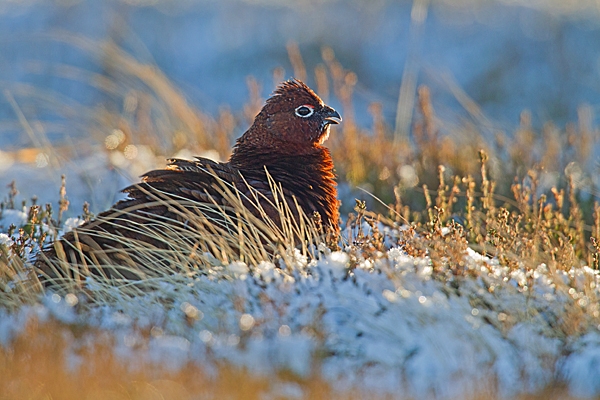 Red Grouse calling in frost and snow. Dec.'14.