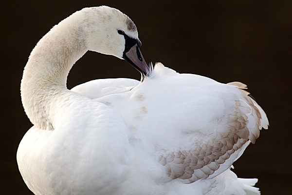 Juvenile Mute Swan preening. Jan.'15.