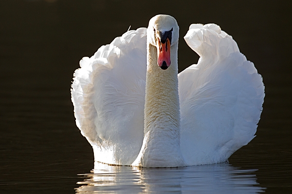 Mute Swan. Jan.'15.