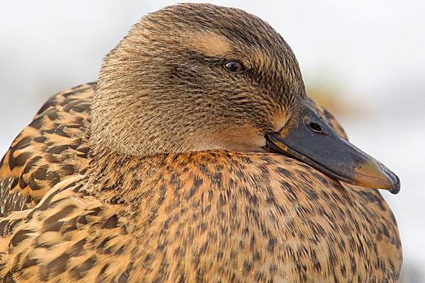 Mallard f portrait. Jan.'15.