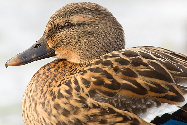 Mallard f portrait 2. Jan.'15.