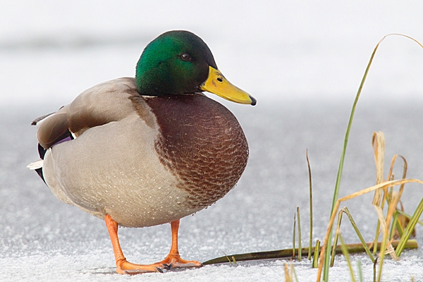 Mallard m on ice,with plant. Jan.'15.