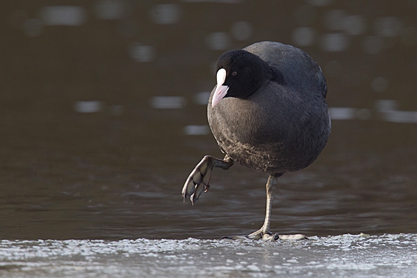 Coot with raised foot,on ice. Jan.'15.