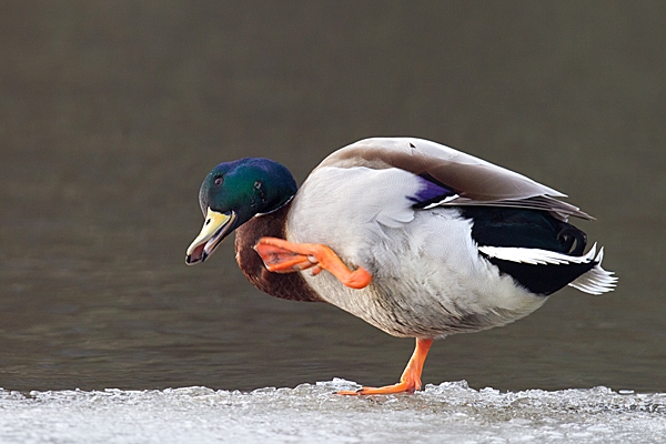 Mallard m on edge of the ice,scratching. Jan.'15.