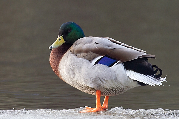 Mallard m on edge of the ice. Jan.'15.