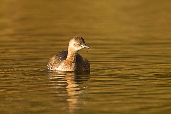 Little Grebe and grub. Jan.'15.