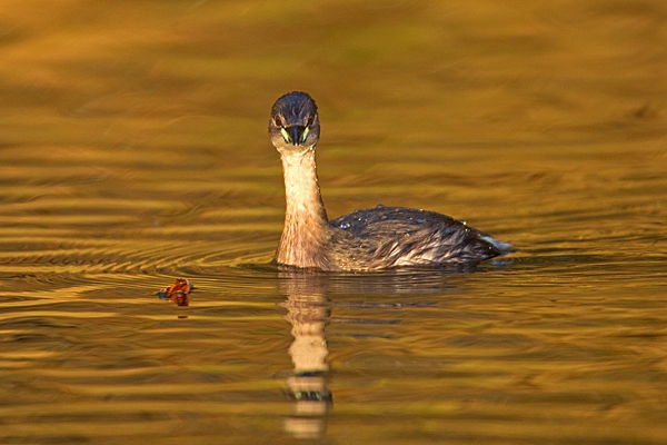 Little Grebe and leaf. Jan.'15.