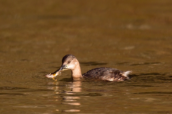 Dabchick with fish. Jan.'15.