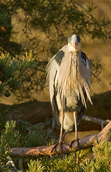 Grey Heron in pine tree. Jan.'15.