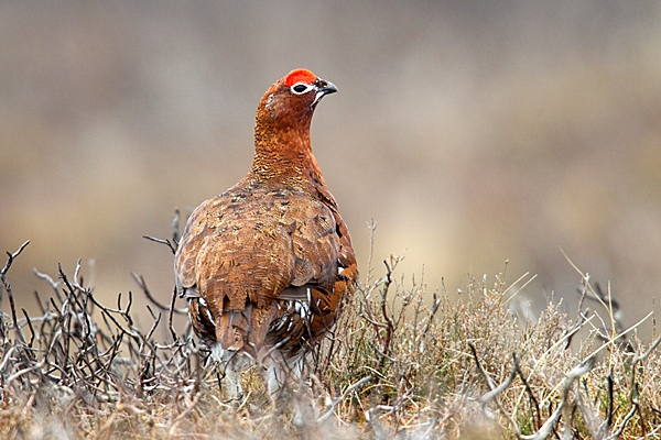 Red Grouse m in burnt heather. Mar. '15.