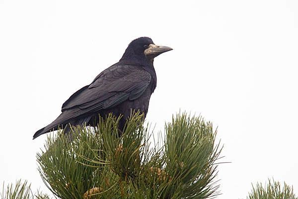 Rook and pine cones. Mar. '15.