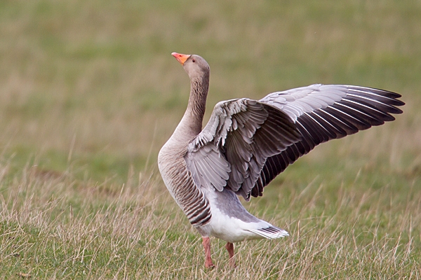 Greylag Goose 2. Mar. '15.