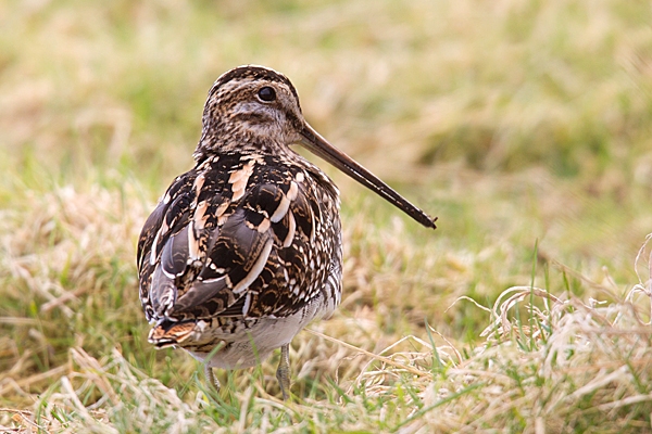 Common Snipe 2. Mar. '15.