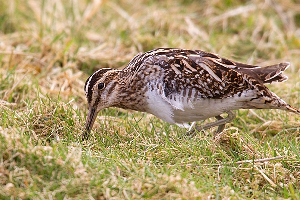 Common Snipe 1. Mar. '15.