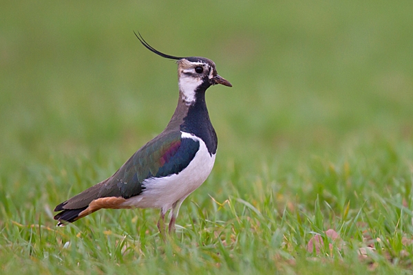 Lapwing. Mar. '15.