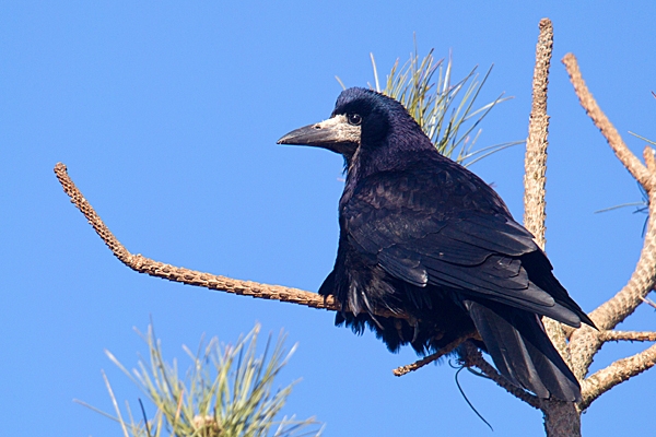 Rook on pine 4. Mar. '15.