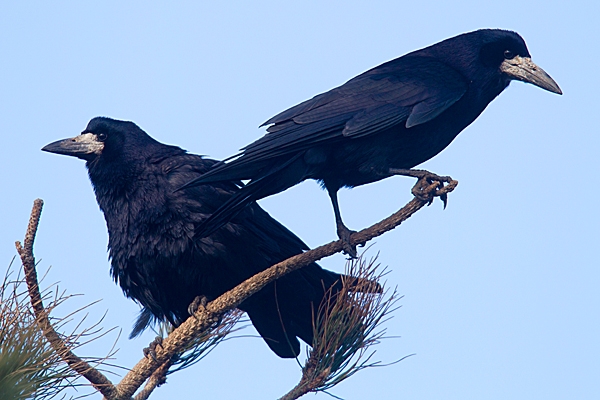 2 Rooks on pine. Mar. '15.