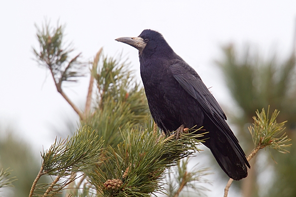 Rook on pine 2. Mar. '15.