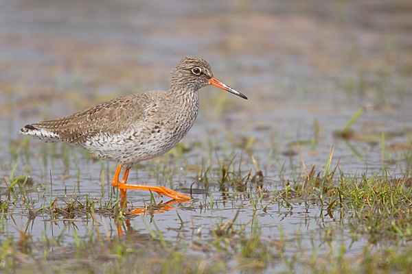 Redshank on the move. Mar. '15.