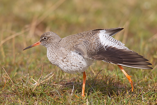 Redshank stretching. Mar. '15.