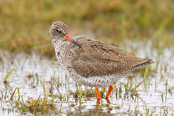 Redshank preening 3. Mar. '15.