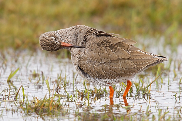 Redshank preening 2. Mar. '15.