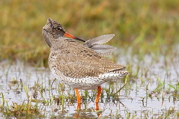 Redshank preening 1. Mar. '15.