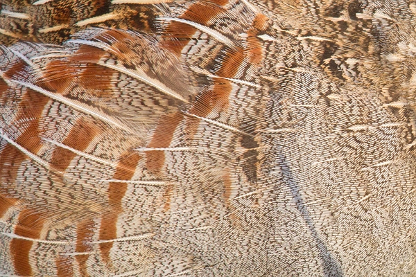 Grey Partridge,feathers detail. May. '15.