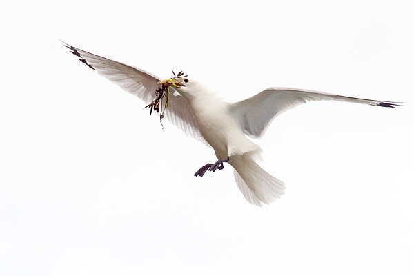 Kittiwake in flight with nest material 1. May. '15.