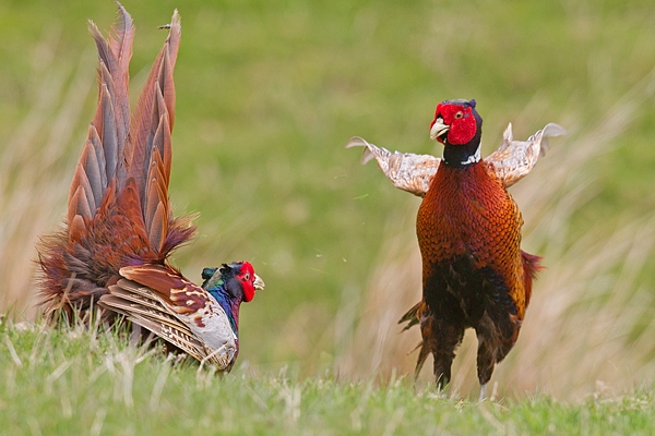 Sparring Cock Pheasants 1. May. '15.