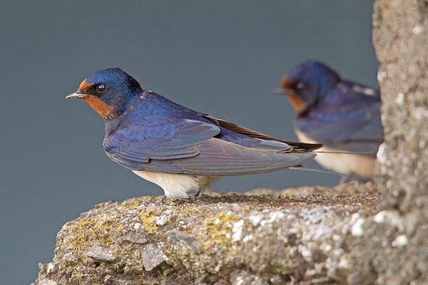 Swallows. May. '15.